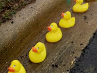 Duck in the Drain Video
